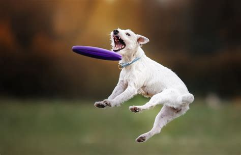 best frisbee for dogs